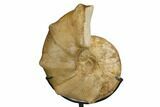 Cretaceous Ammonite (Mammites) Fossil with Metal Stand - Morocco #164229-3